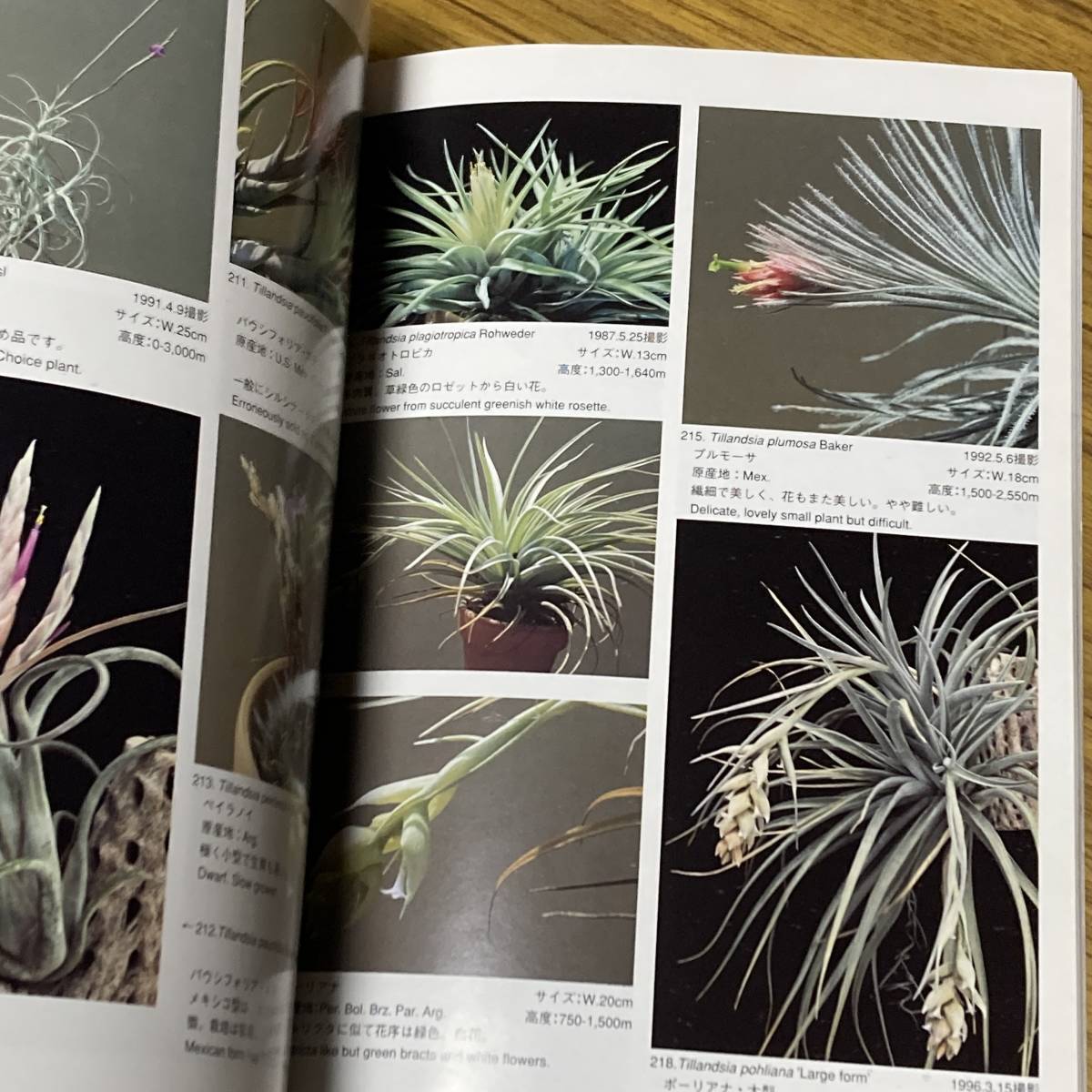 ti Ran jia hand book ( modified . version ) Shimizu preeminence man | work ....| work 1998 year Tillandsia[A11]