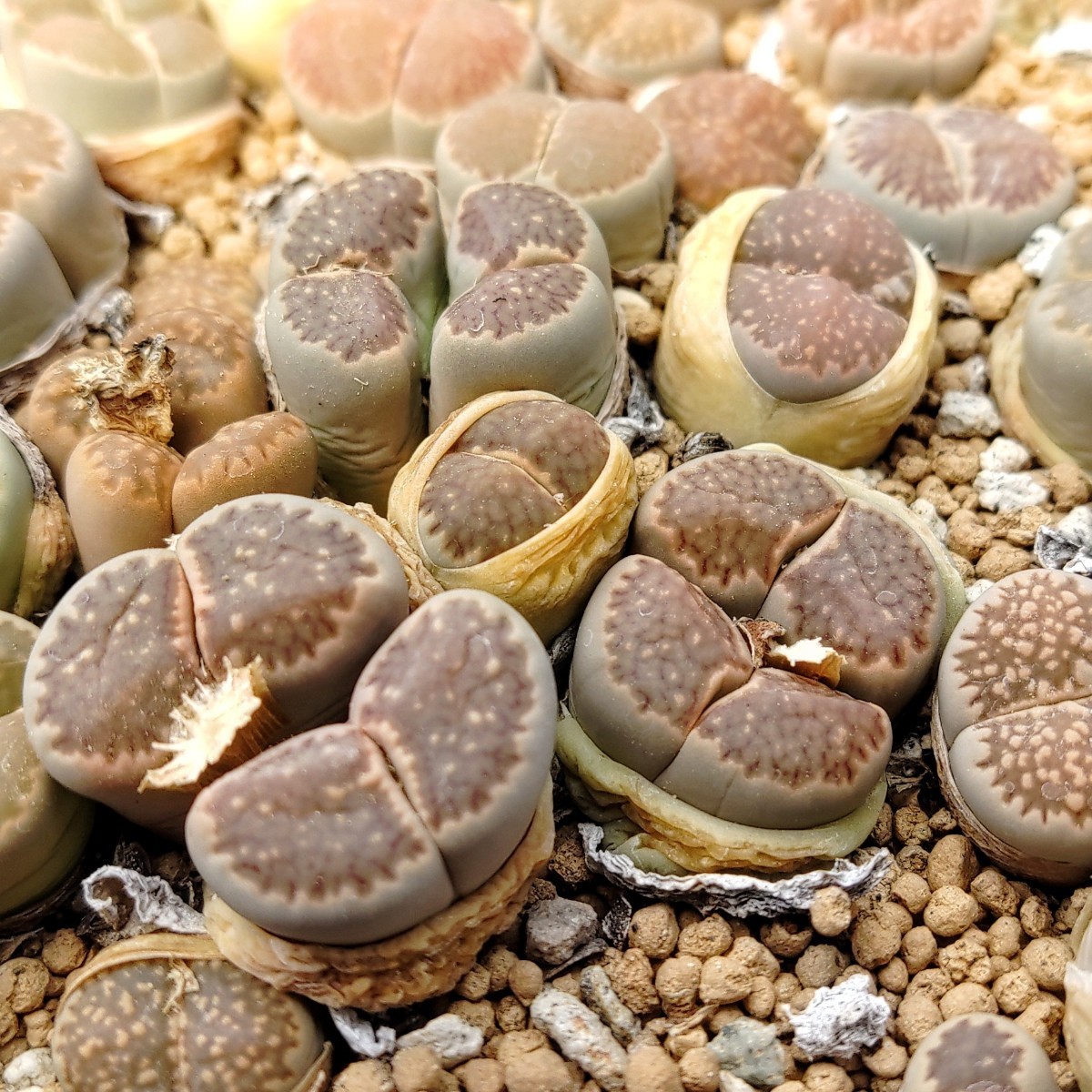 【自家採種“種子”/30粒】Lithops salicola (C 34)/リトープス・サリコラ/李夫人//多肉植物_株姿