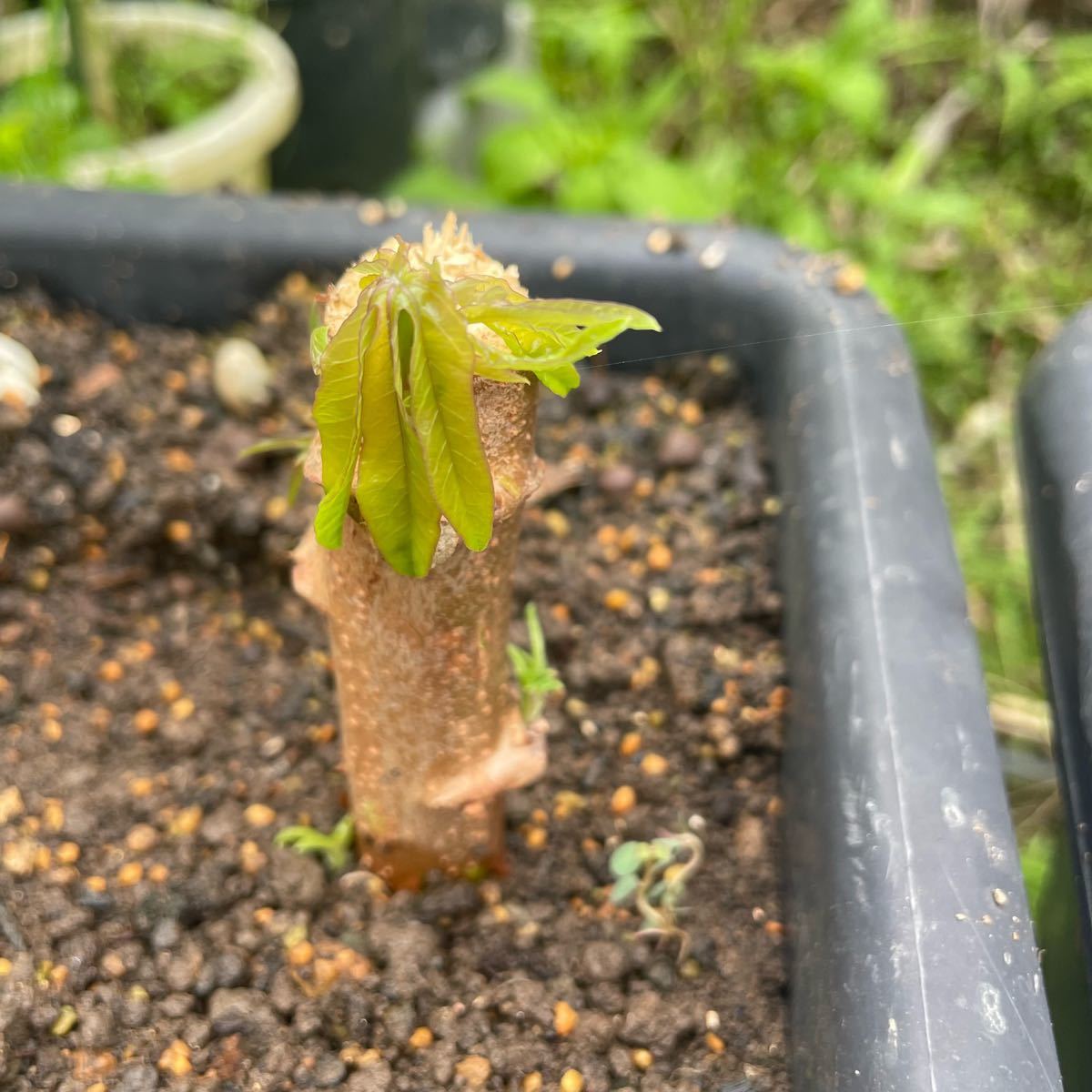 キャッサバ挿し木苗 3本 沖縄県産無農薬栽培|Yahoo!フリマ(旧 キャッサバ挿し木苗 3本 沖縄県産無農薬栽培|Yahoo!フリマ(旧