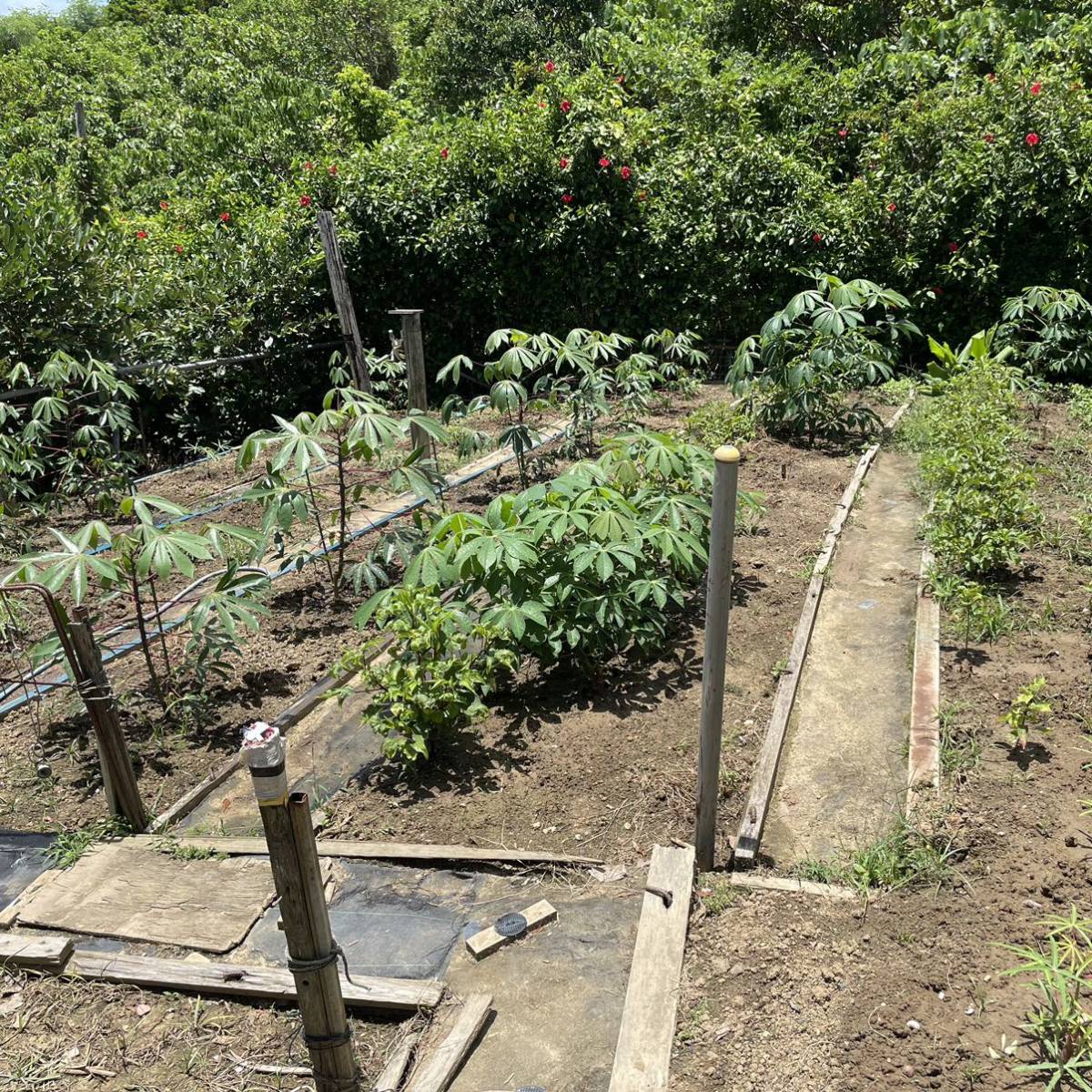 キャッサバ挿し木苗 3本 沖縄県産無農薬栽培|Yahoo!フリマ(旧 キャッサバ挿し木苗 3本 沖縄県産無農薬栽培|Yahoo!フリマ(旧