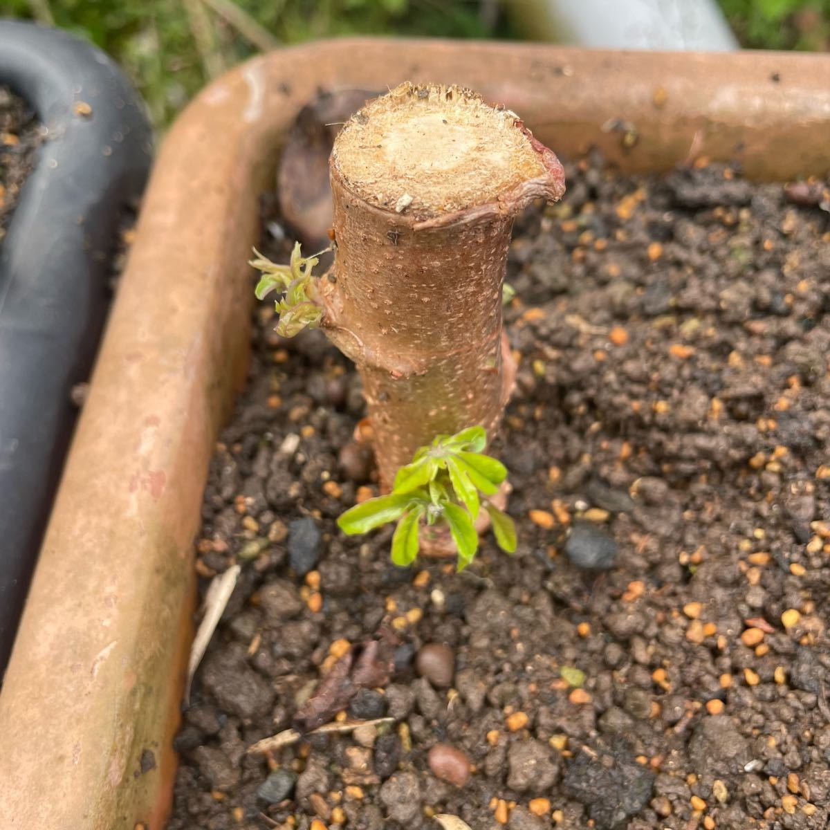 キャッサバ挿し木苗 3本 沖縄県産無農薬栽培|Yahoo!フリマ(旧 キャッサバ挿し木苗 3本 沖縄県産無農薬栽培|Yahoo!フリマ(旧