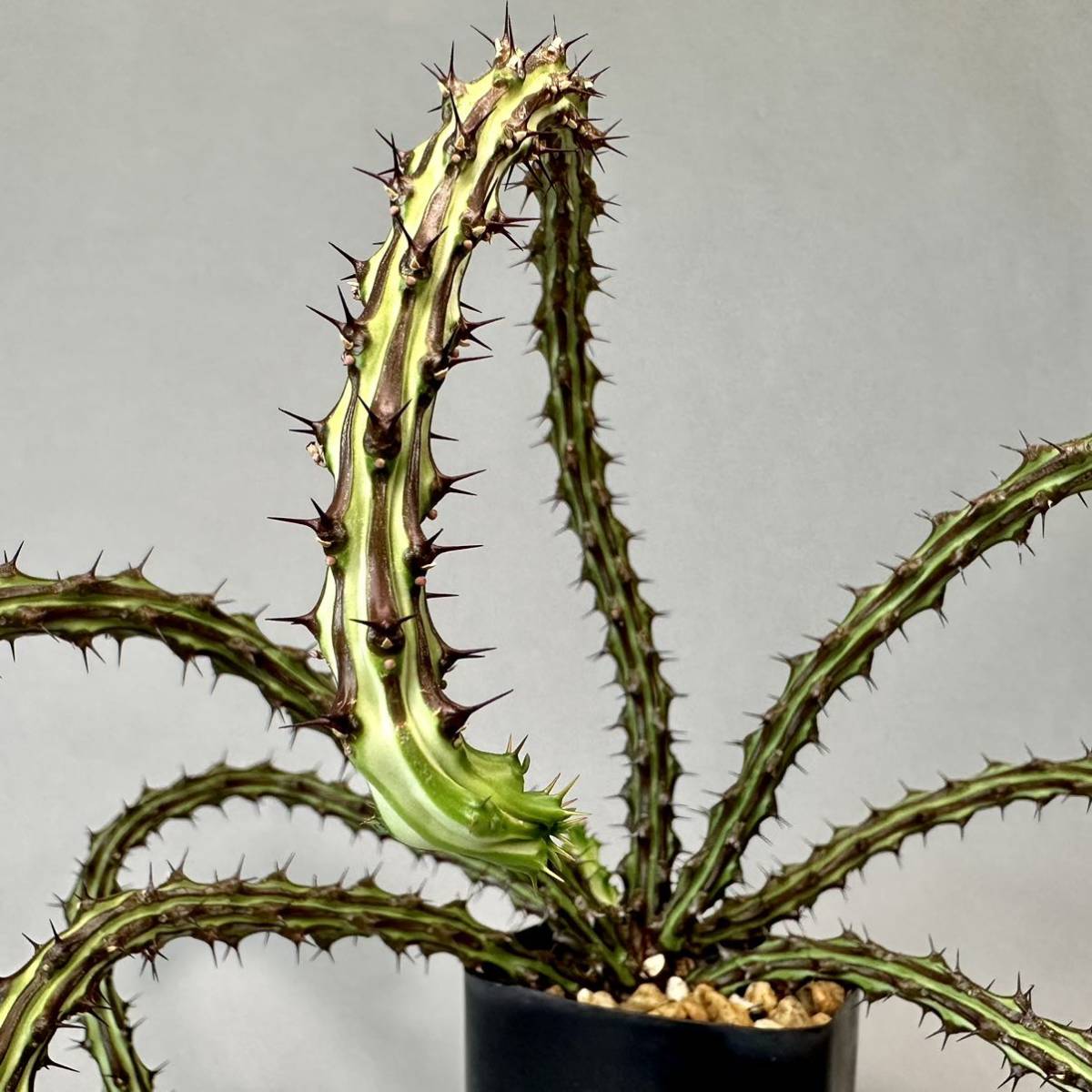 ユーフォルビア sp ソマリア ホルディオ Euphorbia sp. nova ユーフォルビア sp ソマリア ホルディオ Euphorbia sp. nova