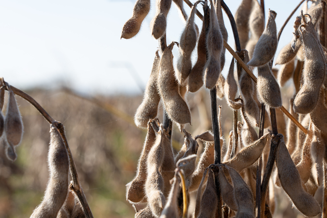  large legume 250g×3 sack legume power contract cultivation Hokkaido production ( mail service )... domestic production dry bean domestic production beans dry large legume Japanese style food ingredients raw legume 