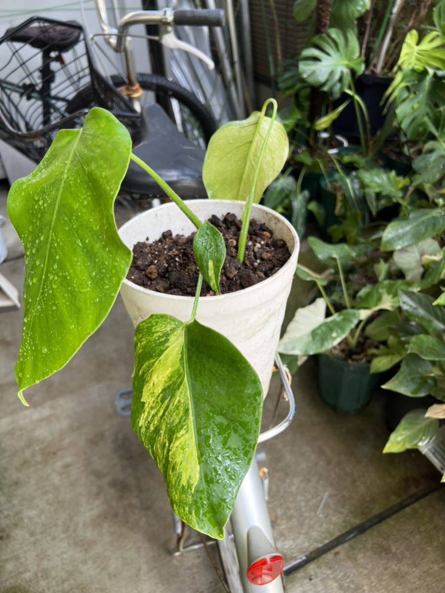 斑入り モンステラ ボルシギアナ 黄斑 AUREA Variegated Monstera