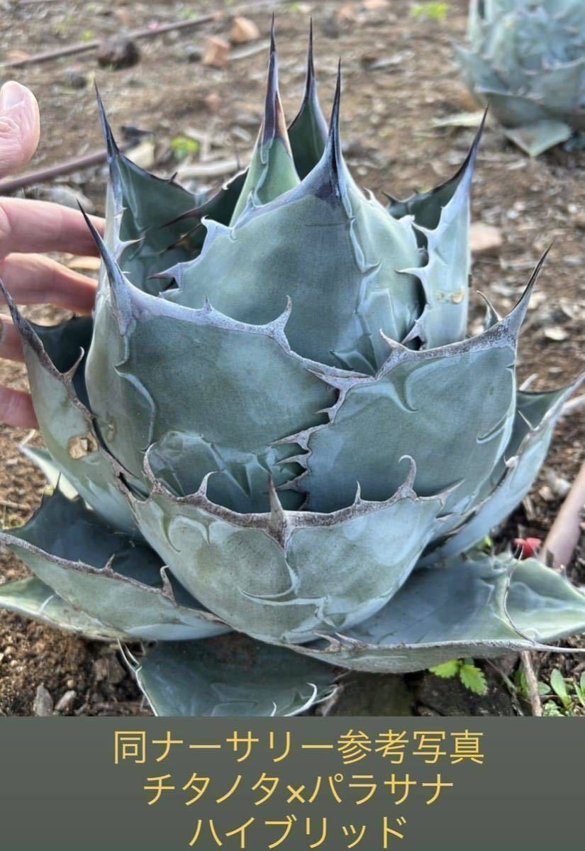 hidden agave 希少ハイブリッドアガベ その1 チタノタ×パ | JChere雅虎