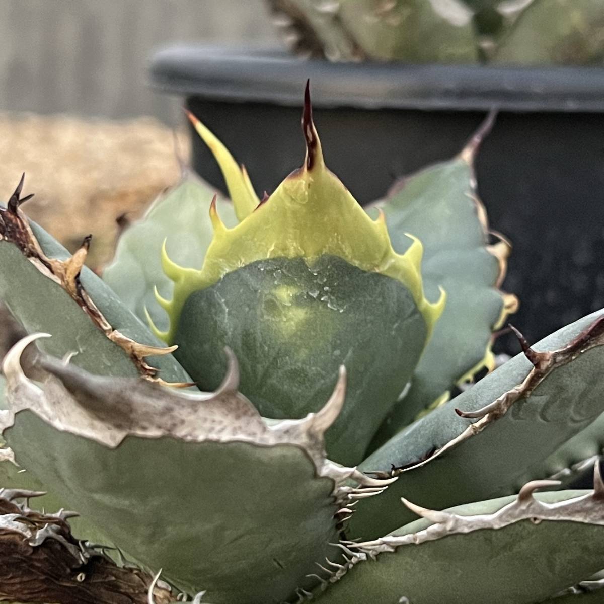 コズミックレター】 Agave oteroi selected seedling from Uriel