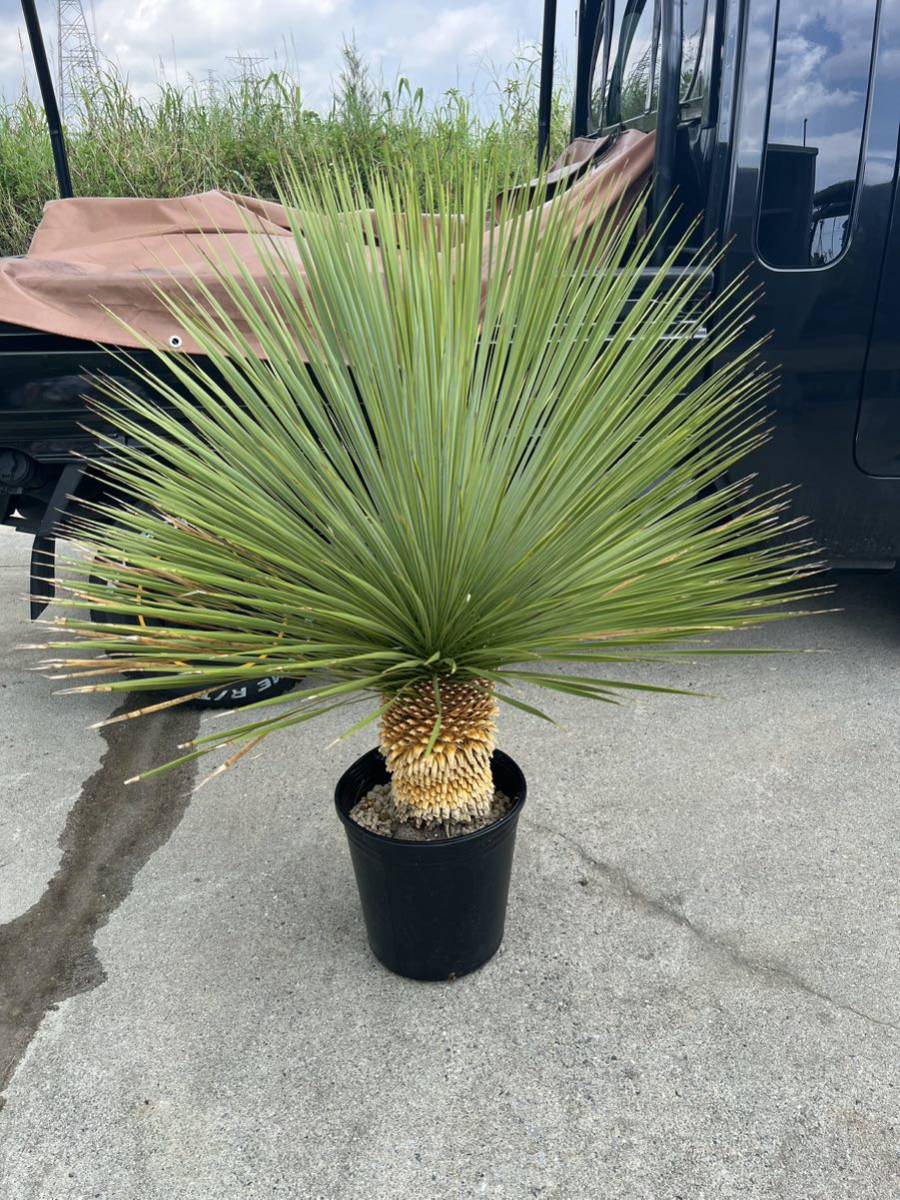 Yahoo!オークション - ユッカ・トンプソニアーナ(Yucca Yahoo!オークション - ユッカ・トンプソニアーナ(Yucca