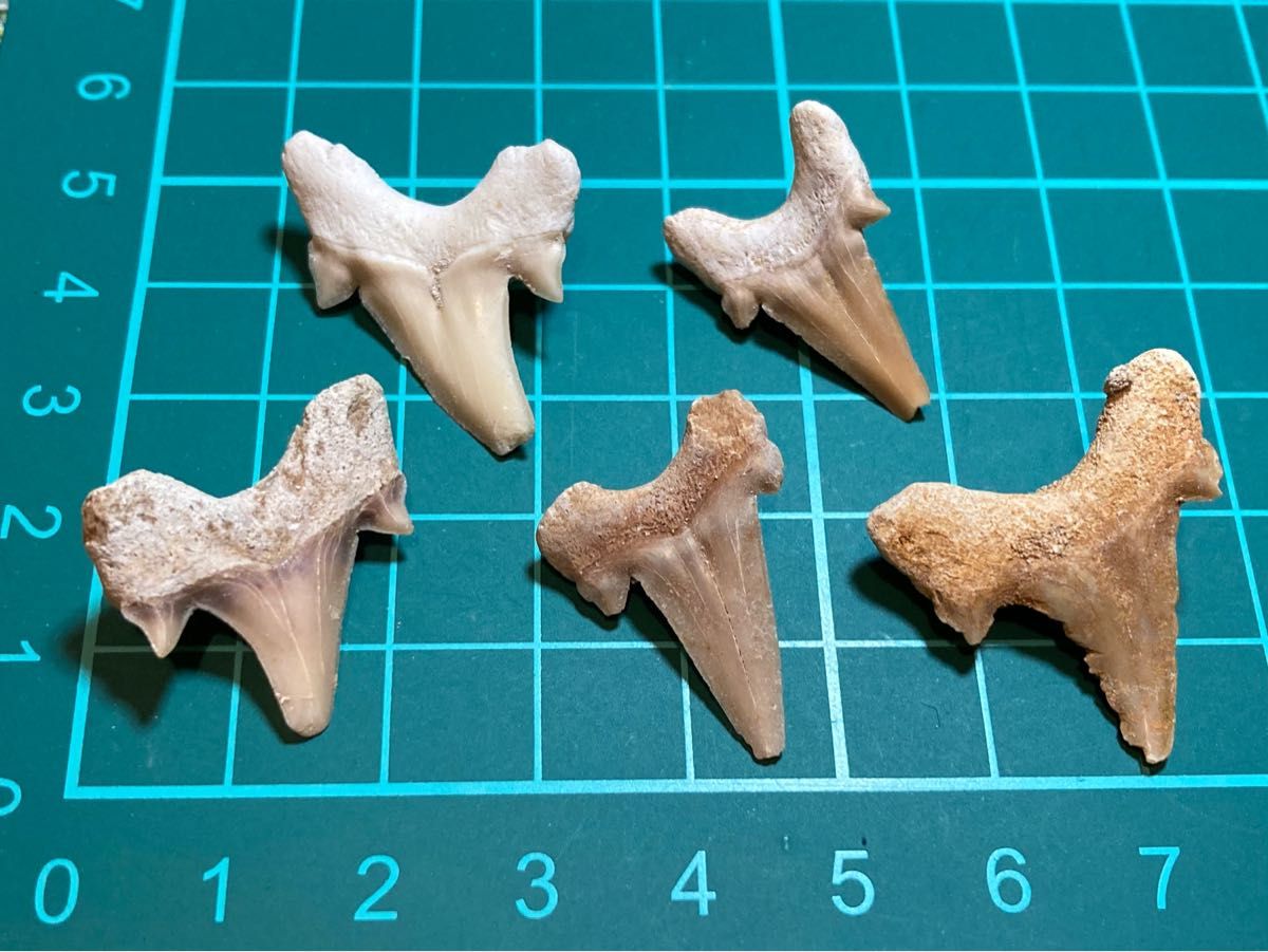 サメの歯化石5本セット｜PayPayフリマ