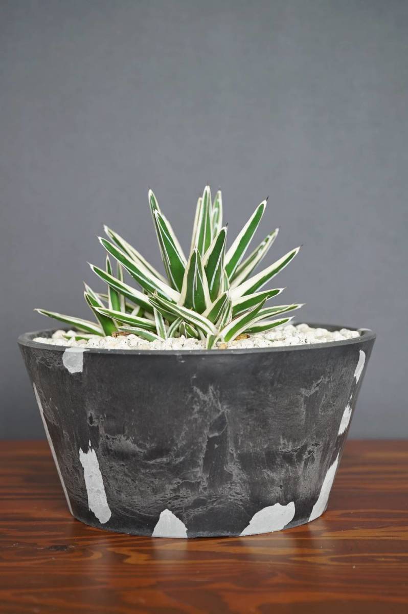18アガベ 氷山 子株3つ付き Agave victoriae-reginae 'Hyouzan'(アガベ