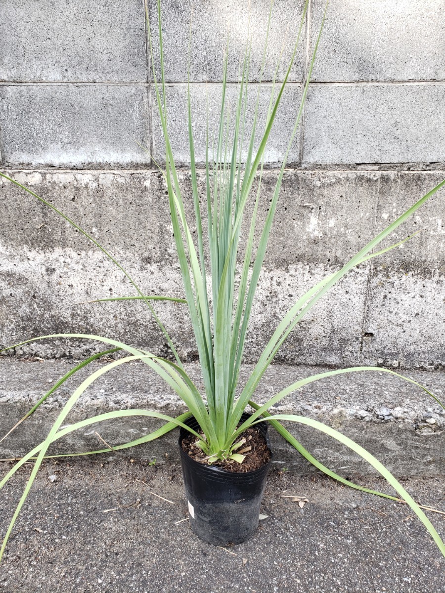 現品】 ノリナ エクセルサ Nolina excelsa|Yahoo!フリマ(旧 現品】 ノリナ エクセルサ Nolina excelsa|Yahoo!フリマ(旧