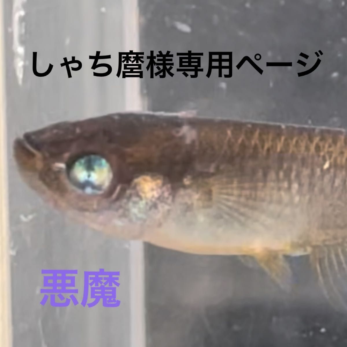 しゃち麿様専用ページ 悪魔メダカ有精卵20個+α|Yahoo!フリマ(旧