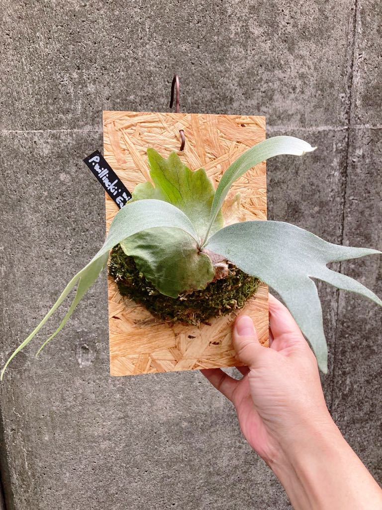 ビカクシダ ウィリンキー P.willinckii wild from East Java ビカクシダ ウィリンキー P.willinckii wild from East Java