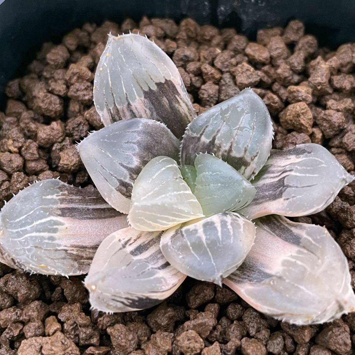 Yahoo!オークション - (≧∇≦)多肉植物 ハオルチア ジェリー Yahoo!オークション - (≧∇≦)多肉植物 ハオルチア ジェリー
