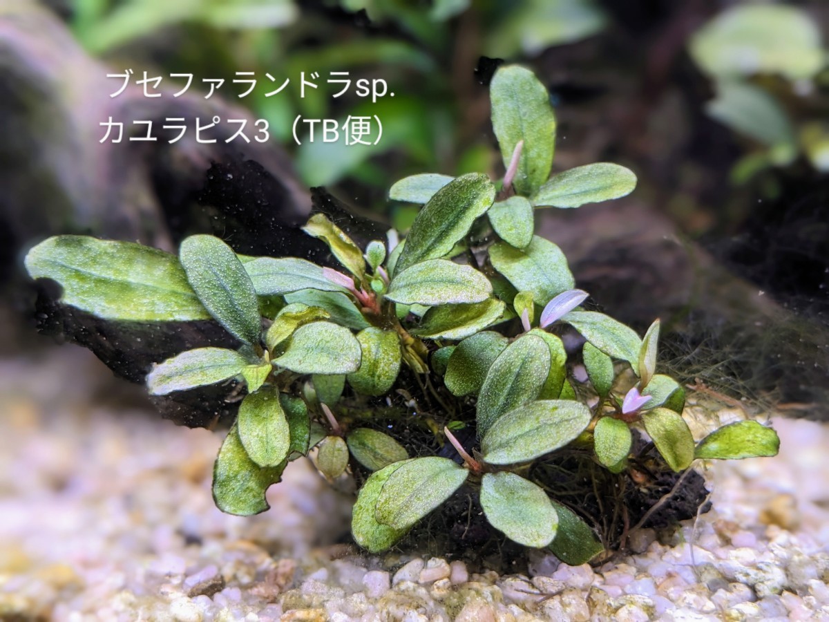 ブセファランドラ sp.ホワイト バリエガータ斑入り 水草 水上葉-