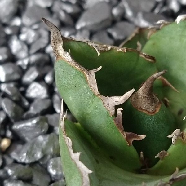 F6633】SS級!!台湾産高級株!アガベ チタノタ 『 柊月 F6633】SS級!!台湾産高級株!アガベ チタノタ 『 柊月