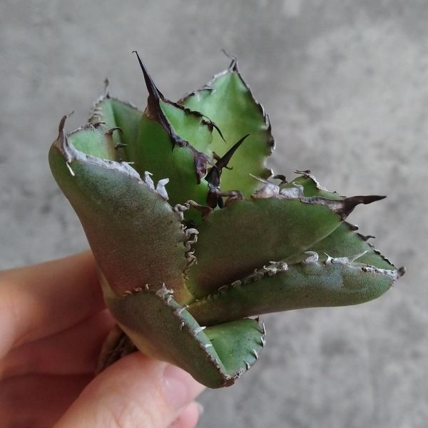 FSS級極上！！台湾産高級株！アガベ チタノタ  白排棘 Agave