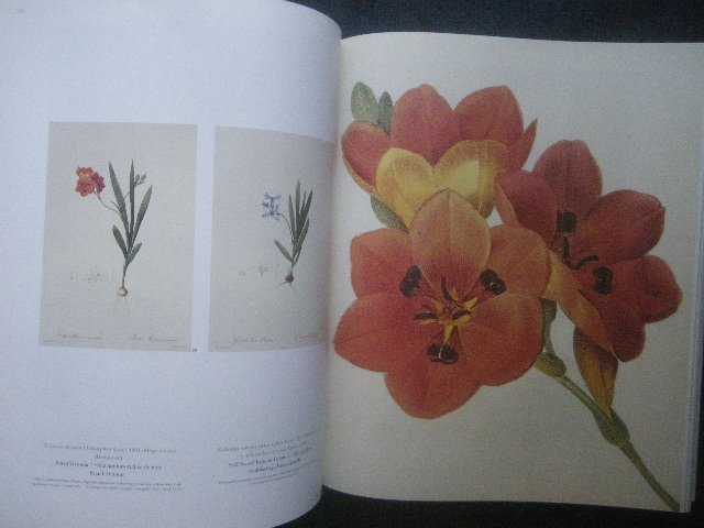  large size rudu-te Lilly plant . 100 .*.. map . foreign book book of paintings in print #The Lilies/Pierre Joseph Redoute/Lilien Les Liliacees flower botanika lure to