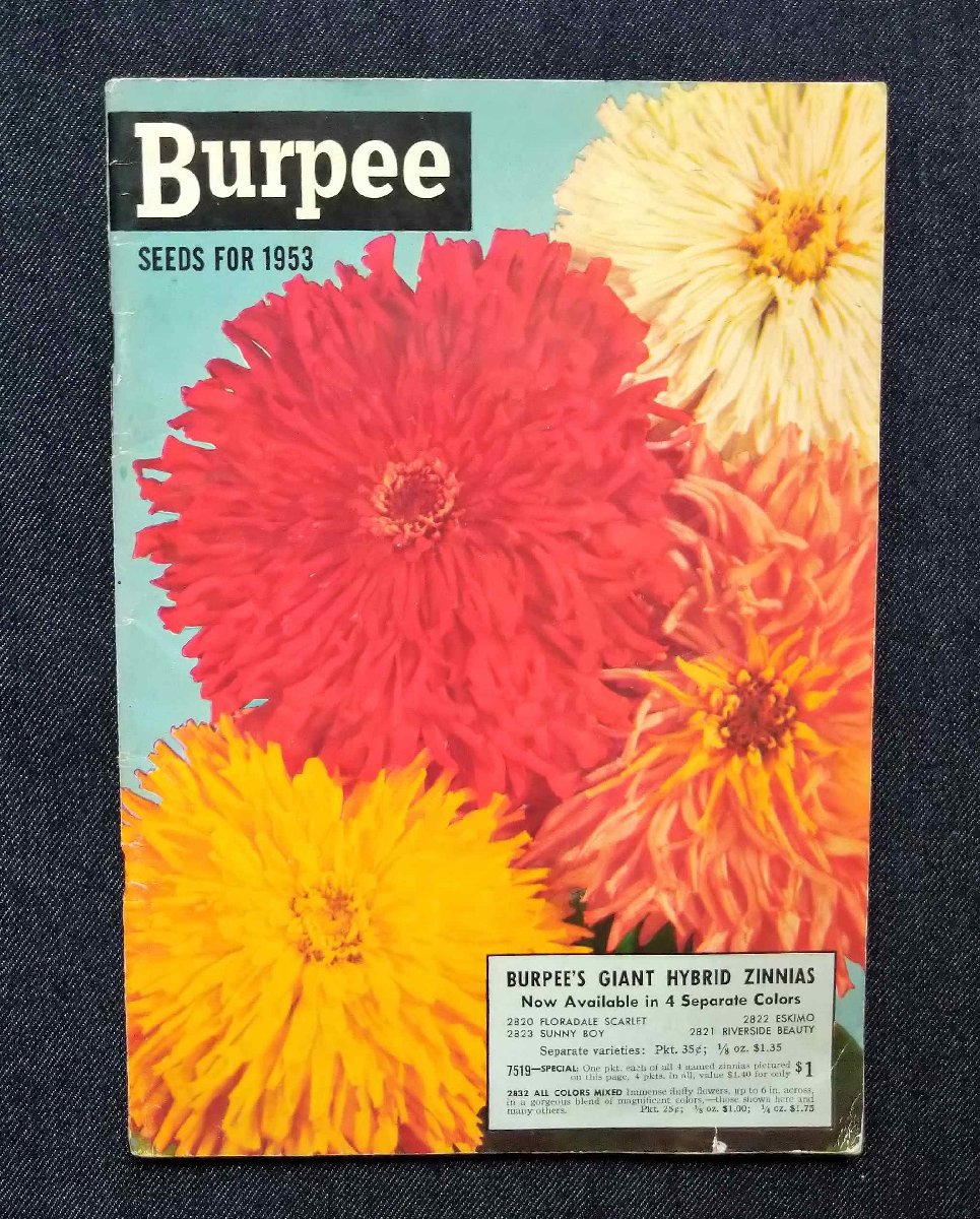 1953年 Burpee Seeds 百日草 ジニア 花・植物 種子 園芸/フルーツ/野菜/果物 植物画/農業用品 ヴィンテージ アメリカ・カタログの画像1