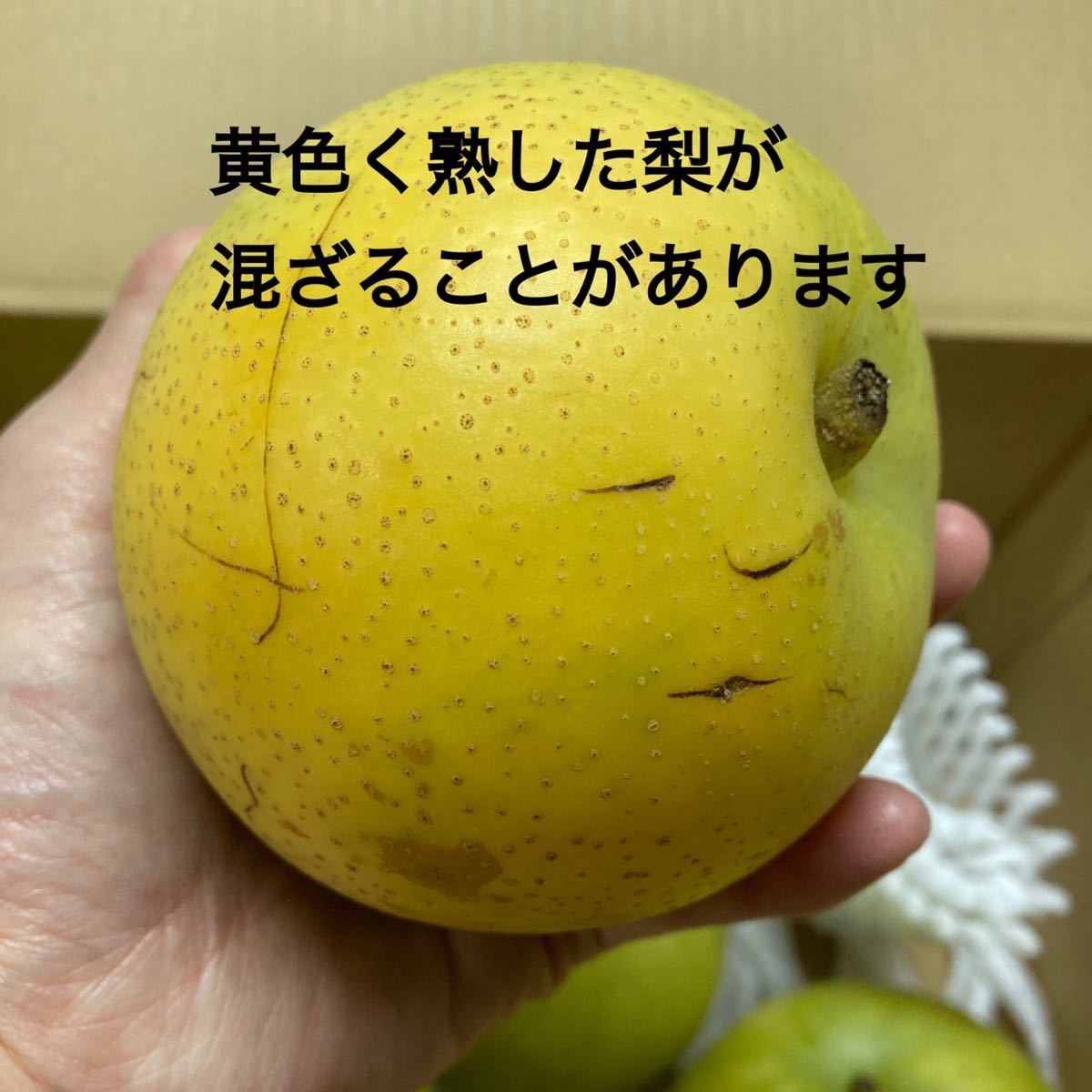 鳥取県産　二十世紀梨　2.5キロ