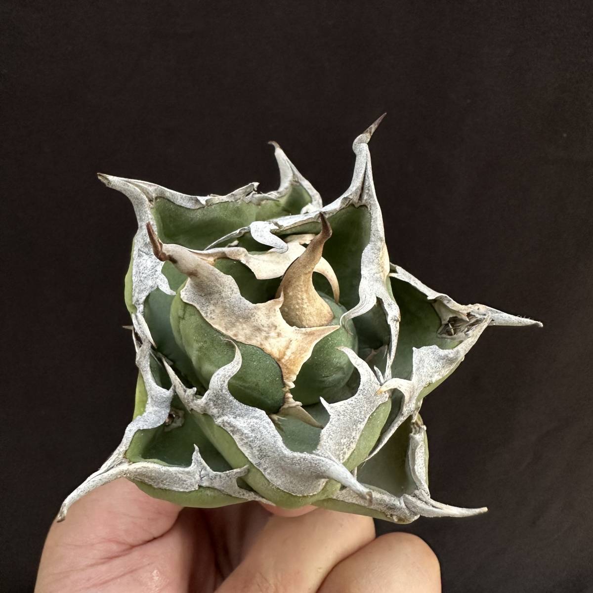早い者勝ち PTL035 Agave oteroi Oaxaca special株 アガベ オテロイ 強