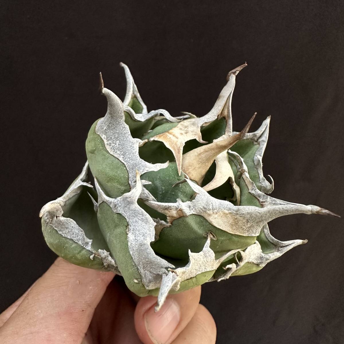 早い者勝ち PTL035 Agave oteroi Oaxaca special株 アガベ オテロイ 強