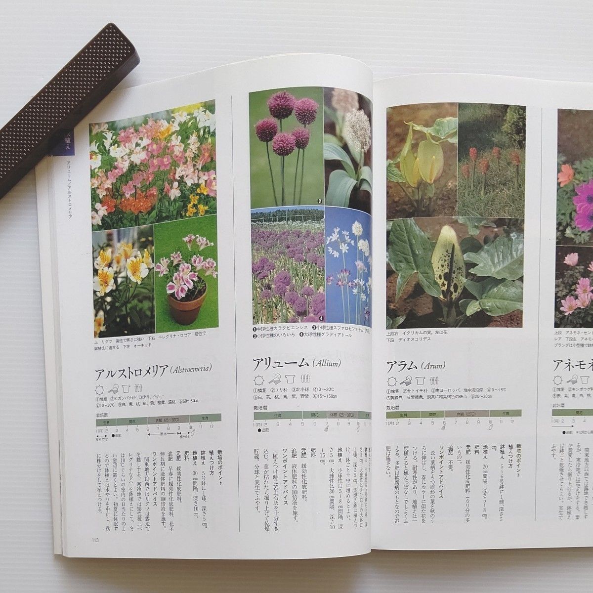 別冊  NHK趣味の園芸     四季をはこぶ球根草花
