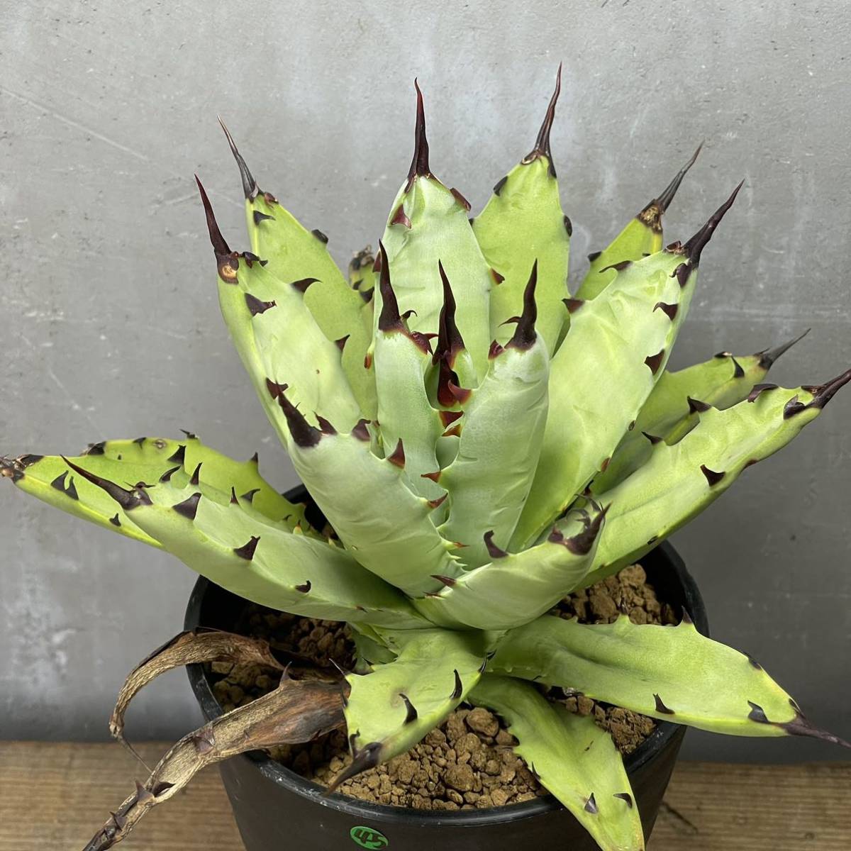 アガベ マクロアカンサ 連棘 Agave macroacantha 連棘45 | JChere雅虎