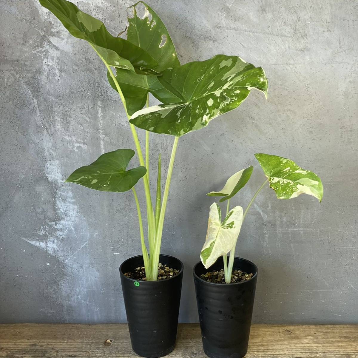 アロカシア マクロリザ (斑入り)2株セットAlocasia macrorrhizos