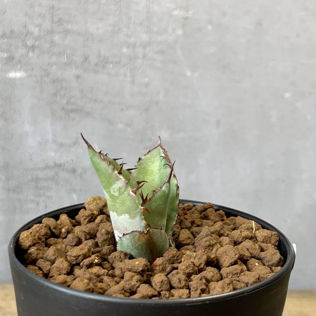 アガベ ハイブリッド'チタノタ×ブルーグロー' Agave hybrid 'titanota