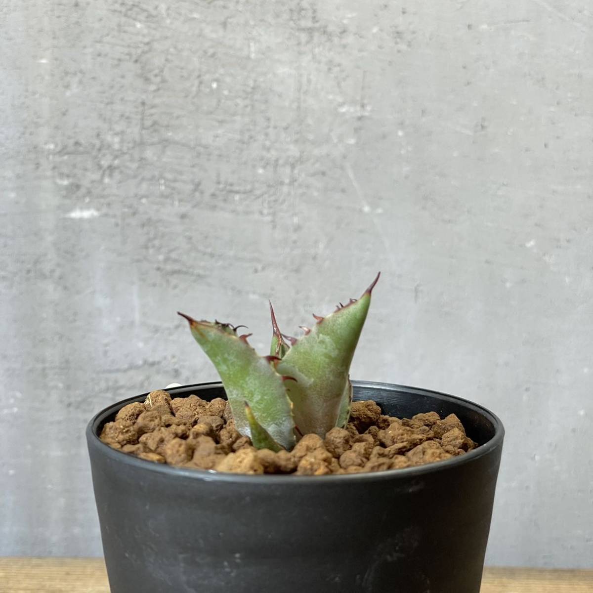 アガベ ハイブリッド'チタノタ×ブルーグロー' Agave hybrid 'titanota