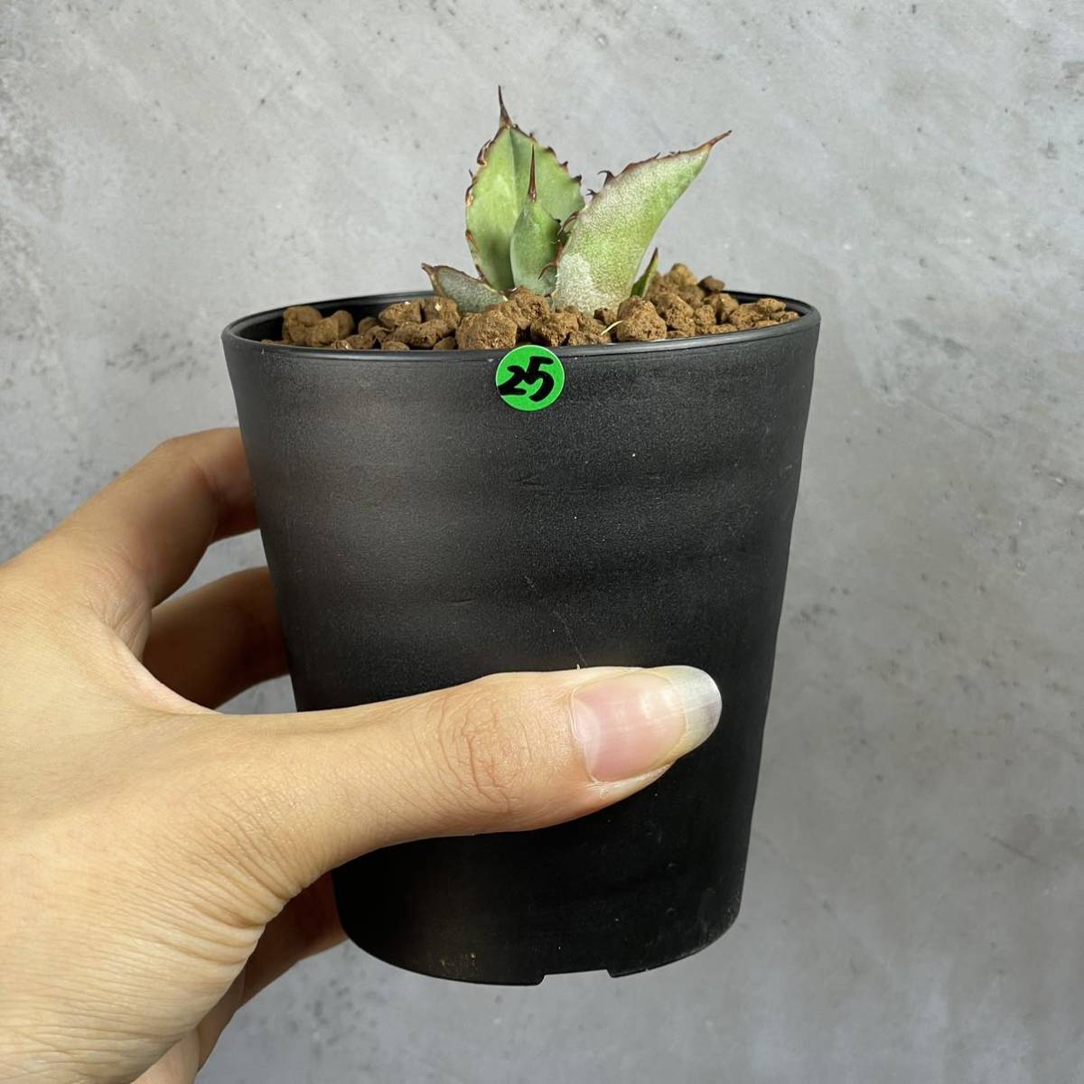 アガベ ハイブリッド'チタノタ×ブルーグロー' Agave hybrid 'titanota