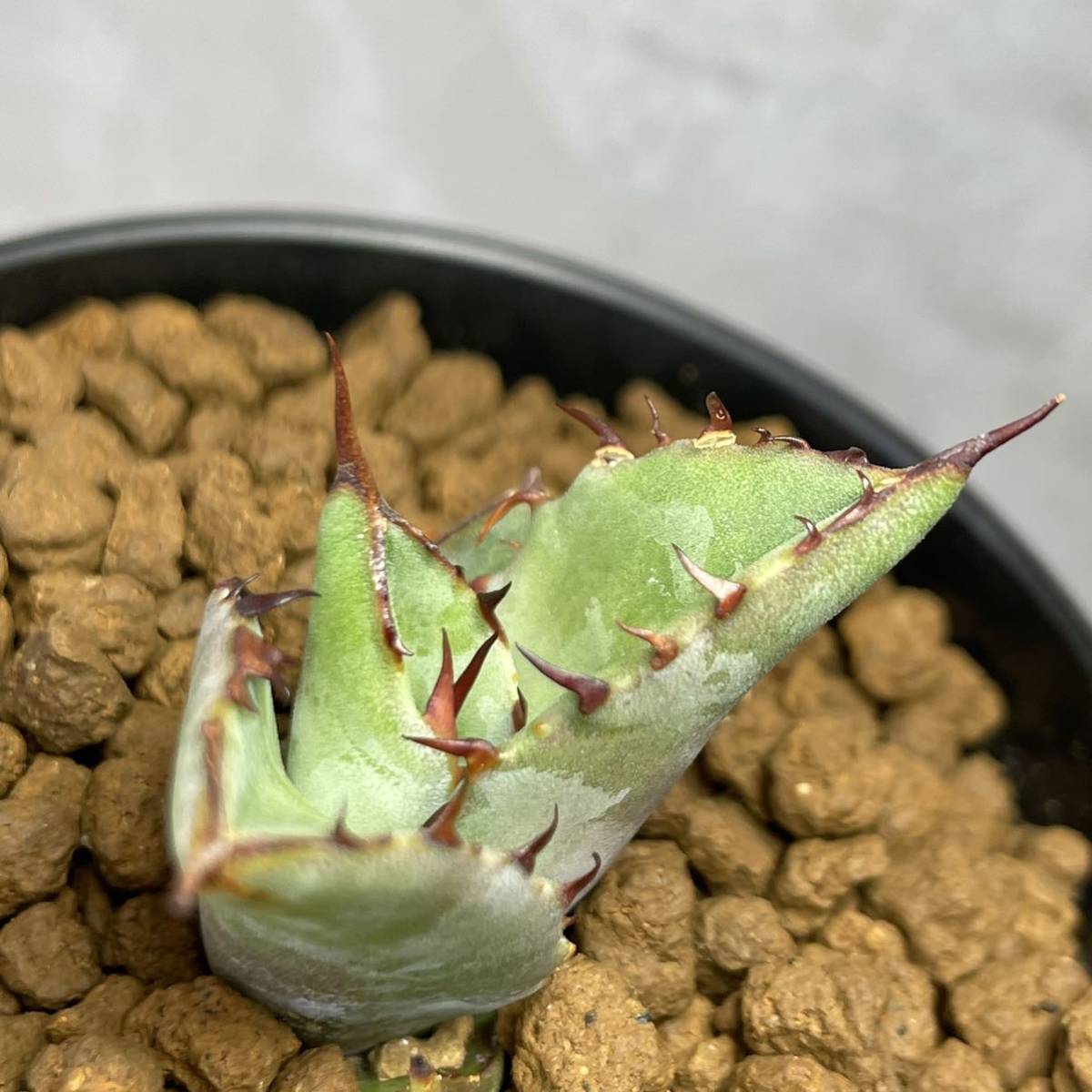 アガベ ハイブリッド'チタノタ×ブルーグロー' Agave hybrid 'titanota