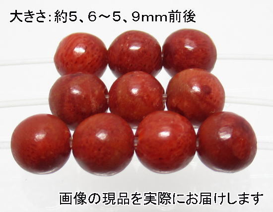 ( price cut price )NO.5 sponge coral red 6mm(10 bead entering )< amulet *. love > natural color .. classification ending natural stone reality goods 