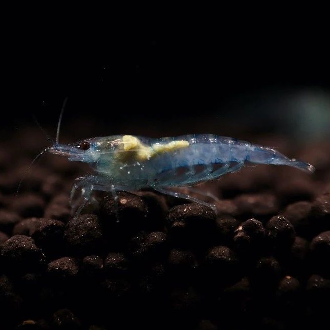 **. tail ..** bell bed blue shrimp 10 pcs 