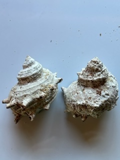 ④オシャレな貝殻☆サザエ 日本海産 水槽や、インテリア、置き物、アート、加工品にの画像1