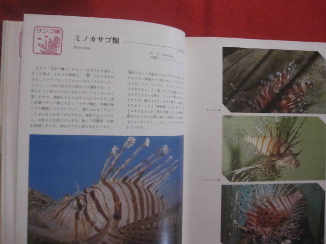 ★カラー百科シリーズ　　⑧　　沖縄の自然　　〔　魚　〕 　　　　　　【琉球・自然・魚類・海洋生物】_画像3