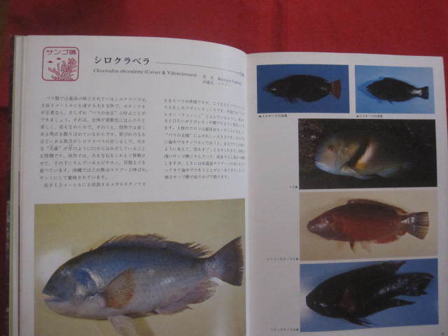 ★カラー百科シリーズ　　⑧　　沖縄の自然　　〔　魚　〕 　　　　　　【琉球・自然・魚類・海洋生物】_画像5