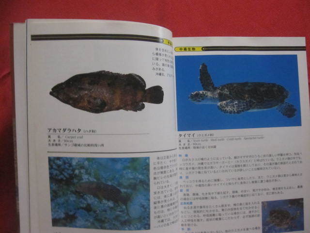 ☆ダイビングポイントマップ　　沖縄　　　　―　危険生物編　― 　　　 【沖縄・琉球・自然・海洋・アウトドア・マリンスポーツ】_画像4