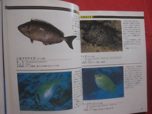 ☆ダイビングポイントマップ　　沖縄　　　　―　危険生物編　― 　　　 【沖縄・琉球・自然・海洋・アウトドア・マリンスポーツ】_画像8