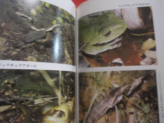 * Okinawa ....*.. obi. лес - это мир. ......[ Okinawa *. лампочка * природа * живое существо * окружающая среда * фотография книга@]