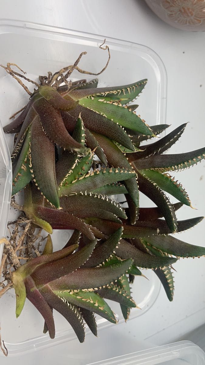 多肉植物アガベ チタノタ レッドキャットウィーズル ゴリ猫 極上 多肉植物アガベ チタノタ レッドキャットウィーズル ゴリ猫 極上