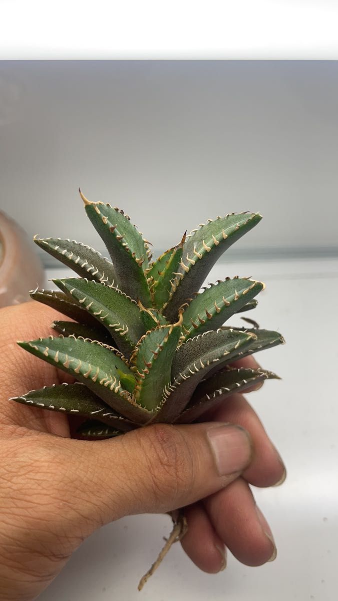 多肉植物アガベ チタノタ レッドキャットウィーズル ゴリ猫 極上 多肉植物アガベ チタノタ レッドキャットウィーズル ゴリ猫 極上