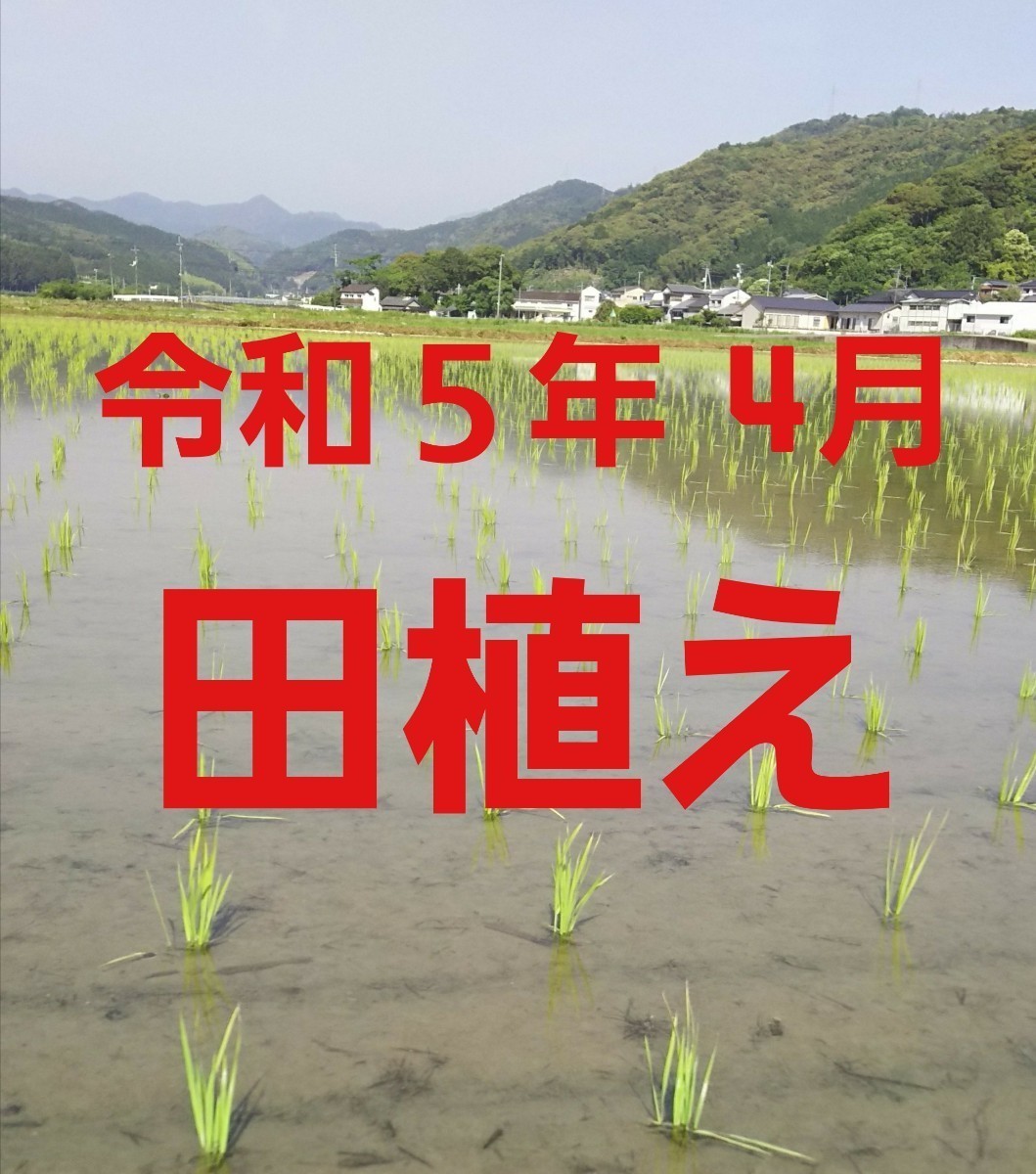 送料込み 令和5年産 高知県産 新米コシヒカリ 玄米25㎏(袋込み)の画像2