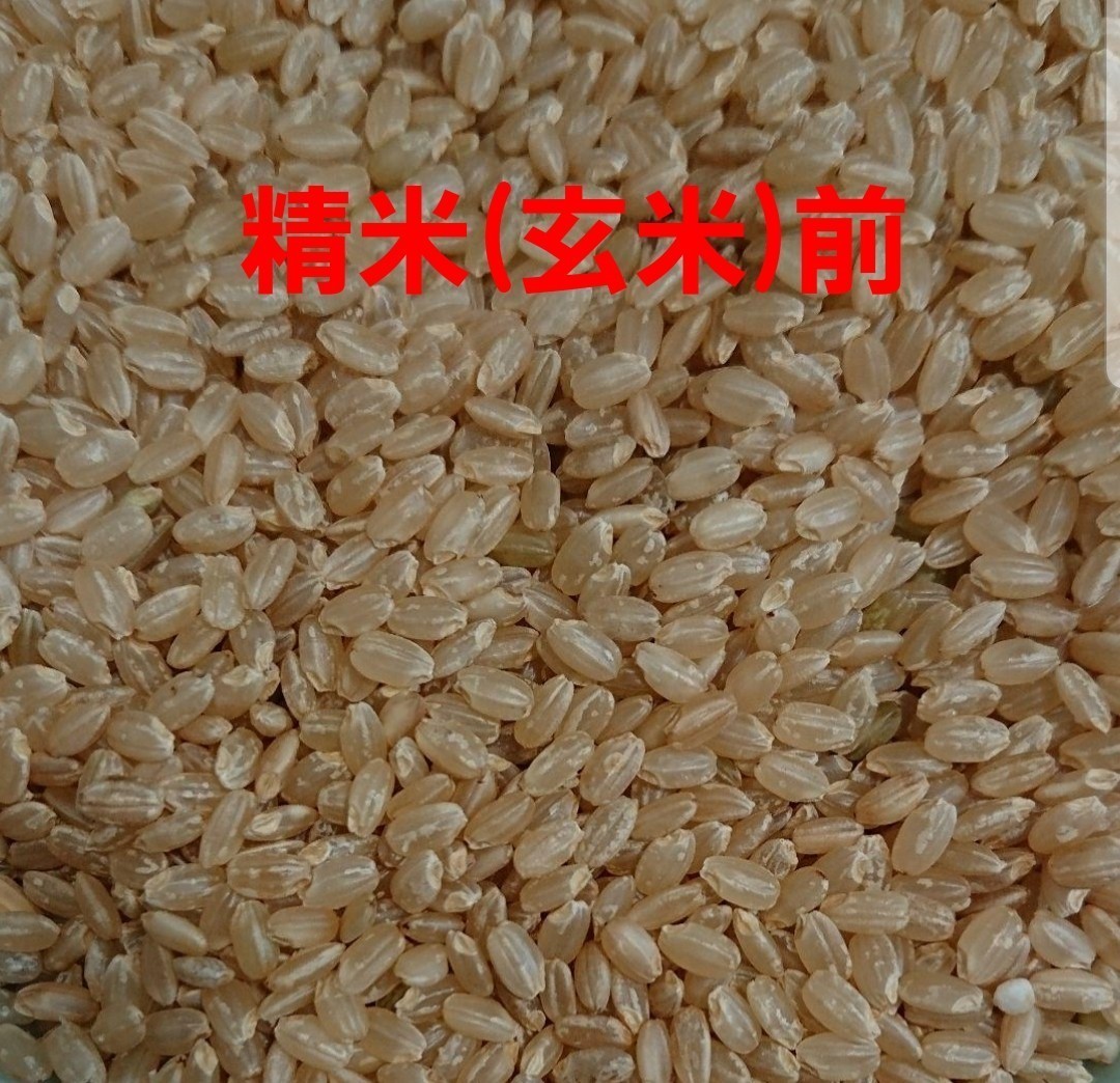 送料込み 令和5年産 高知県産 新米コシヒカリ 玄米10㎏(袋込み)の画像5