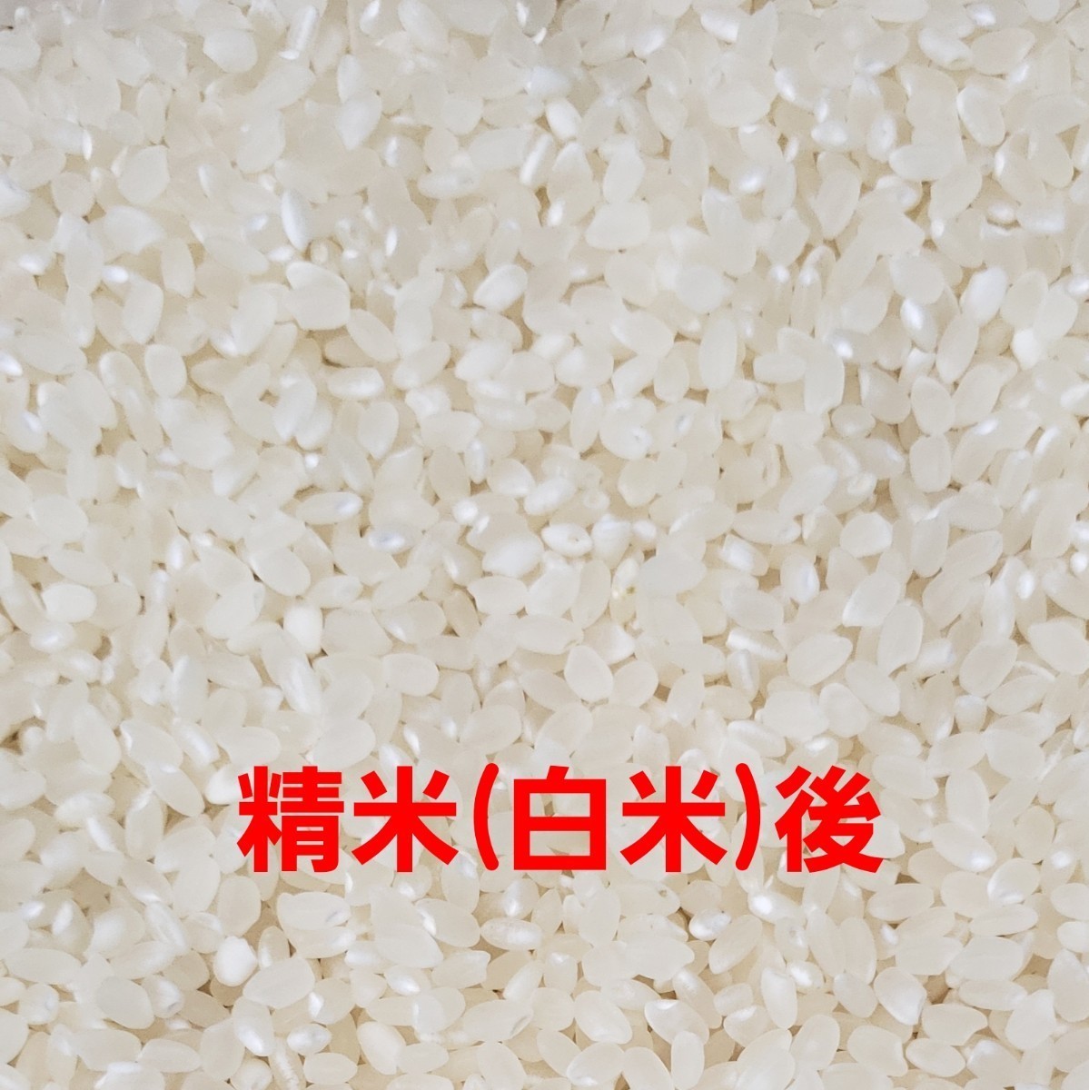 送料込み 令和5年産 高知県産 新米コシヒカリ 玄米25㎏(袋込み)の画像6