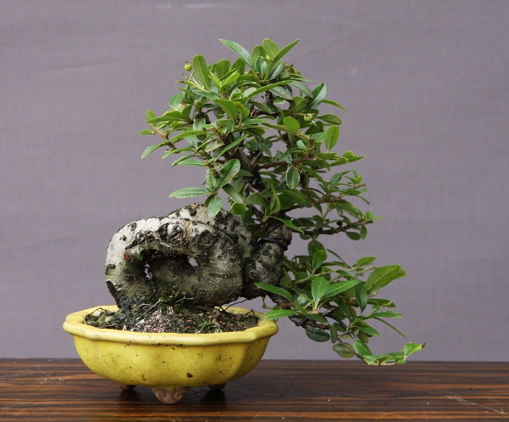 ( АО ) один .. стойка can sa shohin bonsai |..20 год 