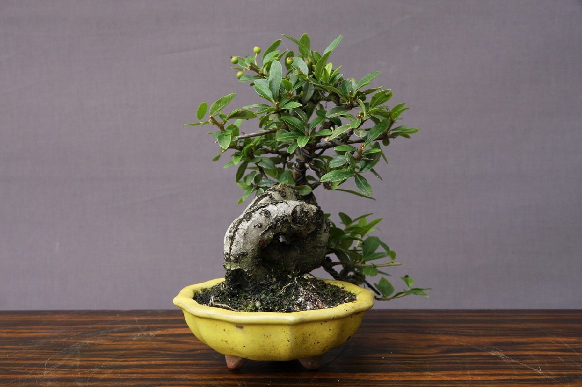 ( АО ) один .. стойка can sa shohin bonsai |..20 год 