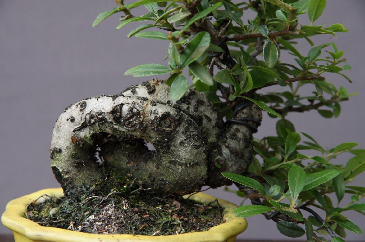 ( АО ) один .. стойка can sa shohin bonsai |..20 год 