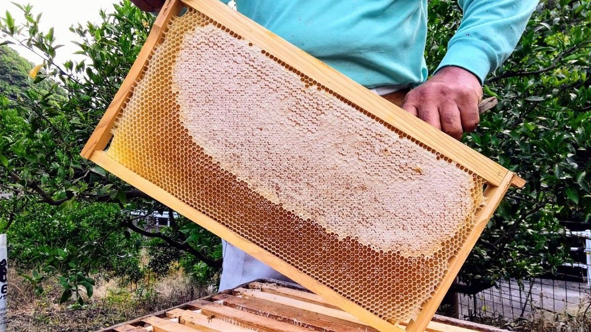 【非加熱、純粋はちみつ】スッキリとした甘さとほのかな酸味が人気な希少蜂蜜「みかん蜜」150g×2本セット 300g