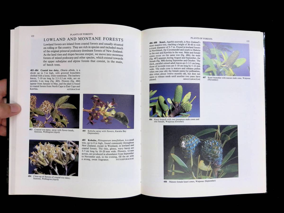 洋書　Native New Zealand Flowering Plants　J.T.Salmon　ニュージーランドの花　REED　1991年　 YB230825M1_画像4